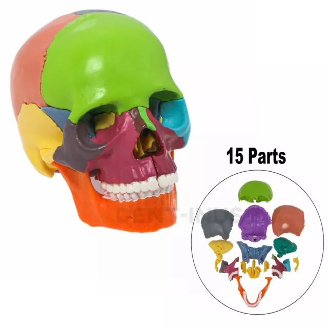Anatomy Skull Model 15 Parts Human Anatomy Exploded Skull Palm-Sized Detachable