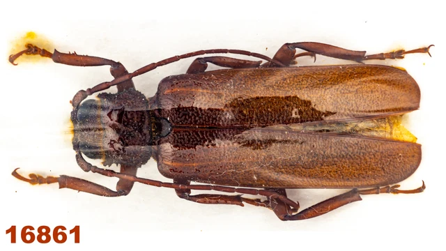 Cerambycidae: Prioninae sp.   A1, 28 mm , 1 pc