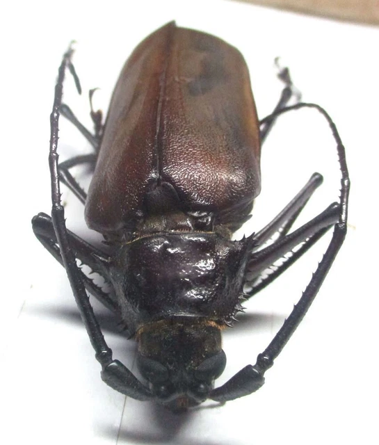 Q002 GNE | CL : Cerambycidae: Prioninae: Macrophysis luzona female 81mm********