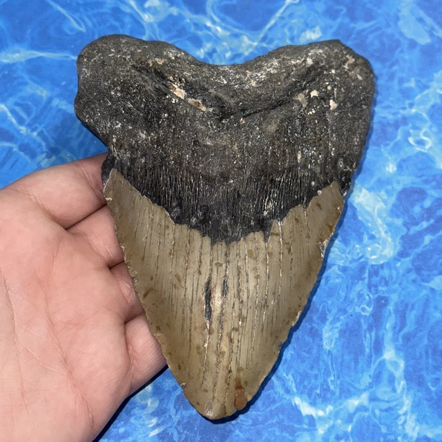 Megalodon Shark Tooth 5.97” Huge Teeth Big Meg Scuba Diver Direct Fossil Nc 8139