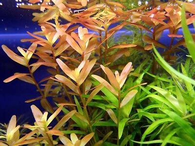 5 Stems rotala rotundifolia live aquarium plants beautiful!!! Free S/H!!!! 2