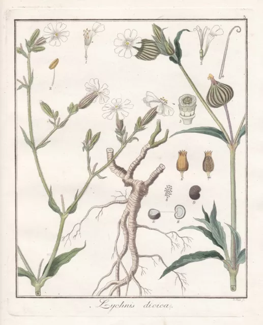 Lychnis dioica Lichtnelke Leimkraut botany Botanik Hayne Kupferstich engraving