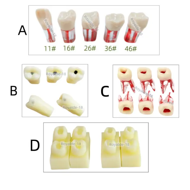 Dental Dentist Student Test Model Practise Teeth Composite Resin Filling School