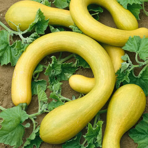 Vegetable Courgette - Tromboncino - Kings Seeds - 10 Seeds