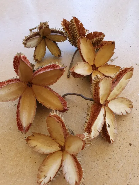 Large Crows Ash Star Shape Seed Pods
