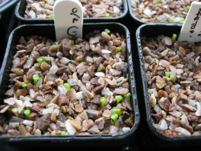Lithop Seeds 2024 List 3/3 ~ Cole Numbers ~ Cultivated Varieties ~ Rarer Seeds 3