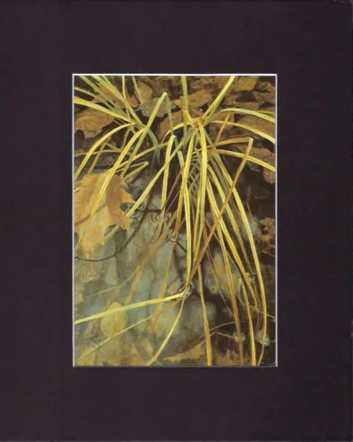 8X10" Matted Print Art Painting Picture, Robert Bateman: Grasses in Pool