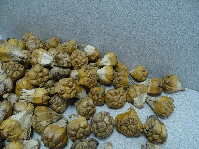 Kiya Trocken Frucht Früchte Trockenfrüchte Natur Basteln Floristik 10 Stück