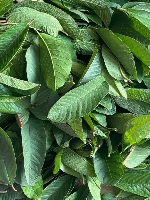 Dried Guava 500 Leaves Hojas de Guayaba Guayabo Psidium Guajava Loose Organic