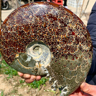 4.92LBRare! Natural Tentacle Ammonite FossilSpecimen Shell Healing Madagasc