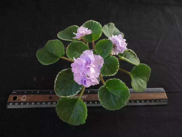 African Violet Plant "Cajun's Power Surge"