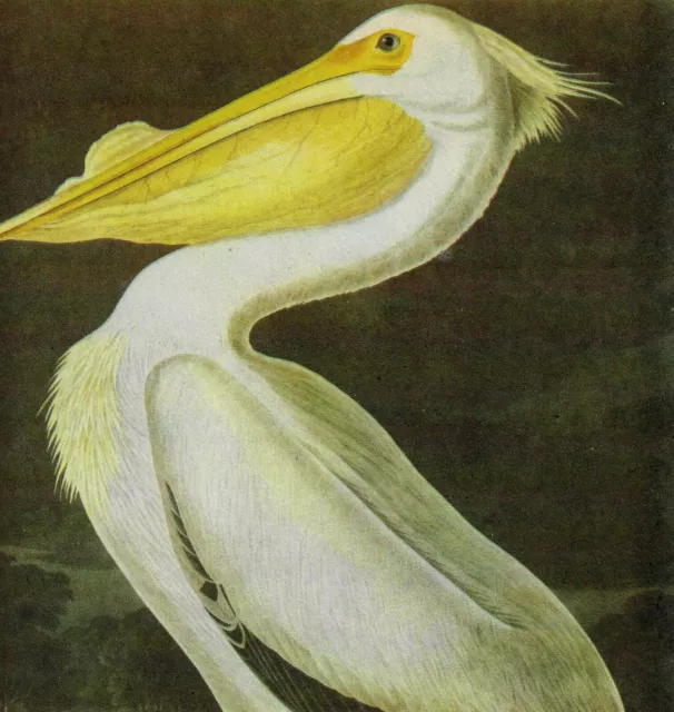 White Pelican Bird 1946 Color Art Print John James Audubon Nature DWV2C