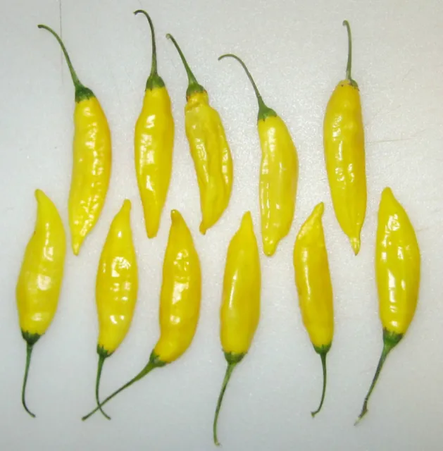 Hot Chilli Pepper Lemon Drop  20 Finest Seeds 2