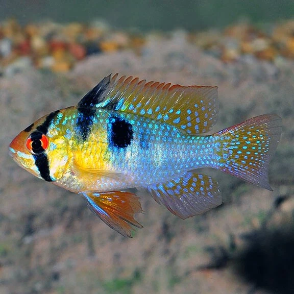 German Blue Ram Cichlid (Mikrogeophagus ramirezi) - Live Freshwater Fish