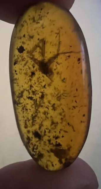 100 Million Year Old Burmite Amber Cretaceous Dinosaur Age Insect Fossil 2