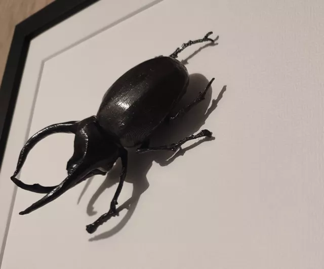 3d printed Atlas beetle (Chalcosoma atlas) insect, magnified x8