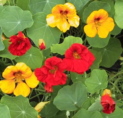 Nasturtium  Tropaeolum Jewel Mix  160 Finest Seeds