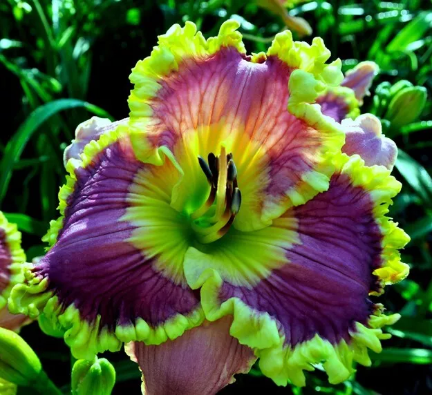 SONYA STARCHAK       Daylilies 3 fans Return and multiply yearly World's Finest