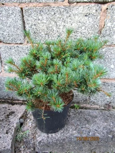 Pinus parviflora Kane ko, 7.5L35-40x50cm BANK HOLIDAY OFFER ends MONDAY