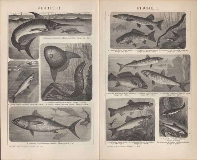 Lithografie 1902: Fische I-VIII. Tiere Wasser Fisch Ozean Fluss Kiemen Flossen