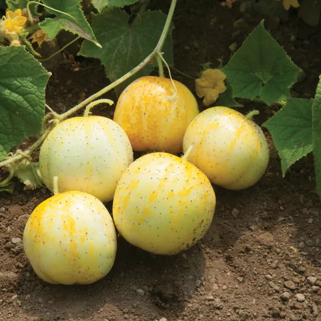 Cucumber  Seeds - Lemon - Garden Seeds - USA Grown -Non GMO