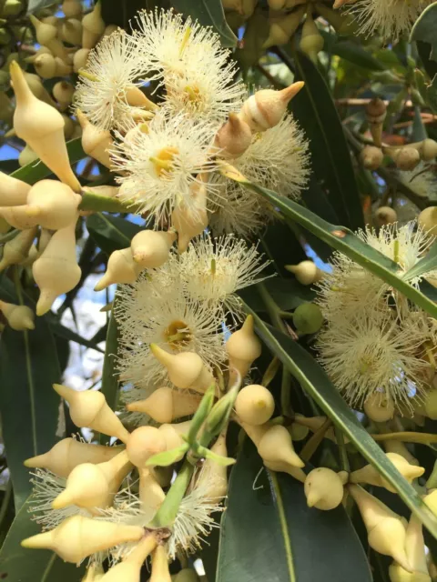 Eucalyptus robusta - Swamp Mahogany - 100 seeds