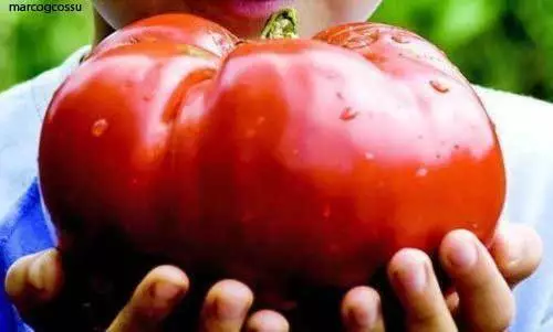 Tomate Délicieuse - Tomate Géante, Fruits De Plus De 3 Kg, 25 Graines +...