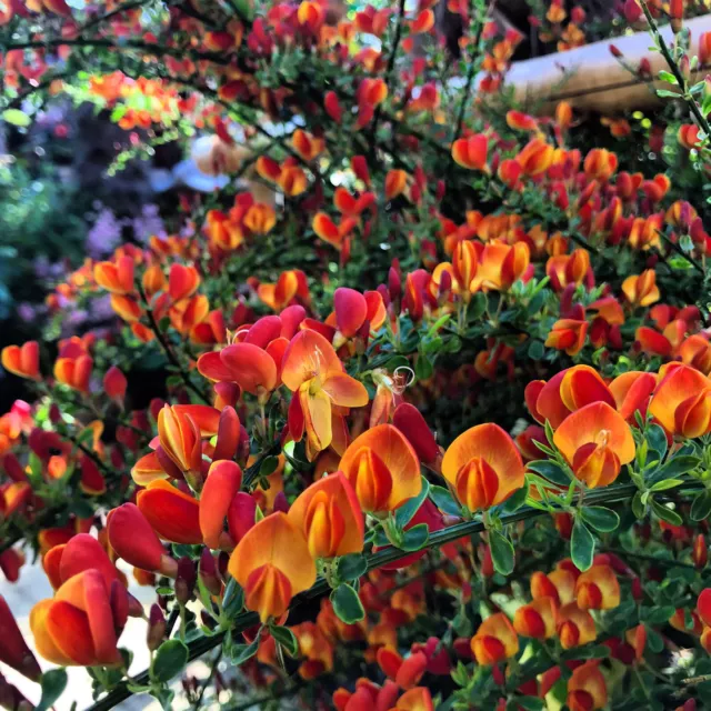 Cytisus Lena Green Broom Plant Red Orange Pea-like Flowers Shrub | 19cm/3L Pot