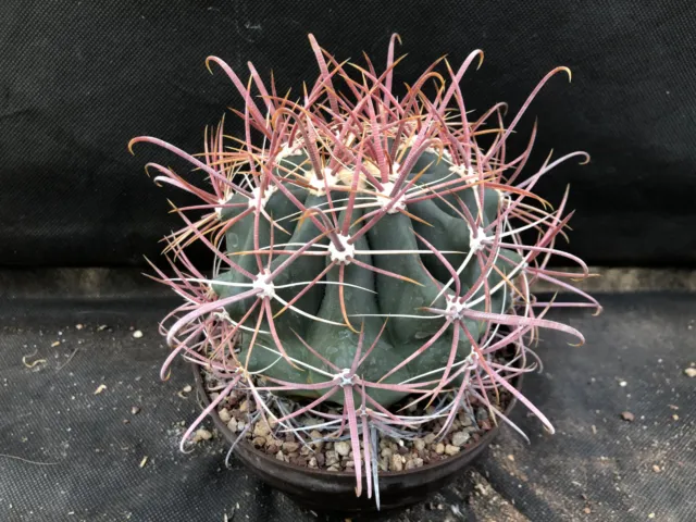 Ferocactus Cylindraceus V. Lecontei Cactus Piante Grasse Agave Succulente 5902