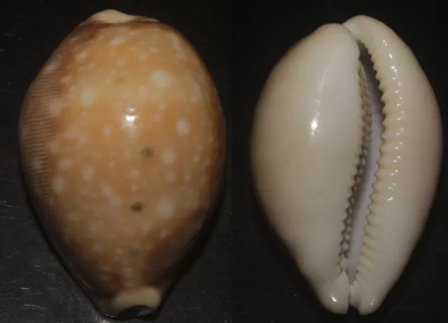Tonyshells Seashells Cypraea vitellus PACIFIC DEER COWRY 53mm F++ HIGH MARGIN