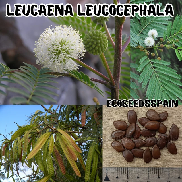LEUCAENA LEUCOCEPHALA 10-100 graines Plomb Miracle Tree River Tamarin ...