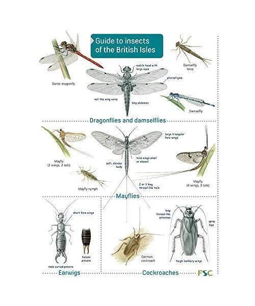 Britishcommenn Inspring Insects GUIDE TO INSECTS of the British Isles, Richard Lewington EUR 8,99 ...
