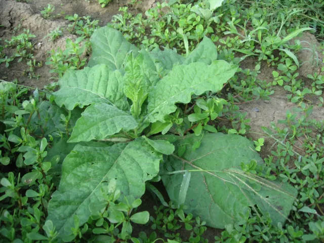 1000 Nicotiana Alata Seeds - Jasmine Flowering Tobacco 2