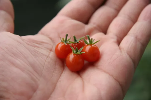 Tomate - Süße Erbsenjohannisbe - 10+ Samen - WINZIG und ERTRAGREICH! P 073 2