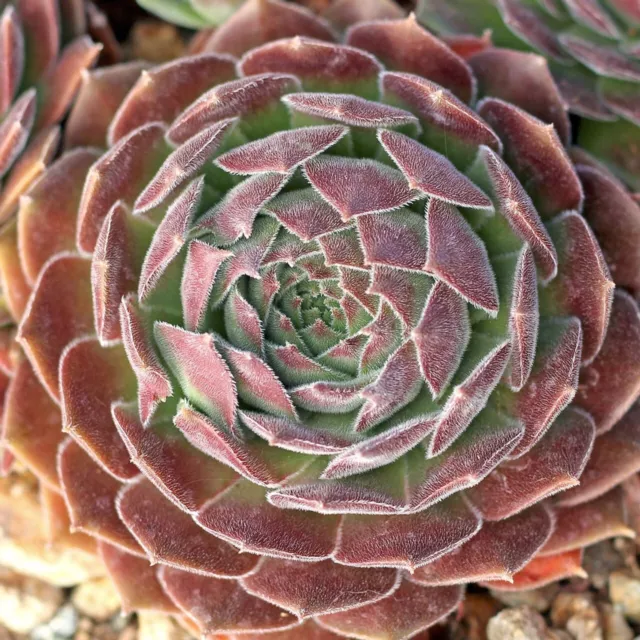 Sempervivum  "Granada" ( Amazing Plant !!!!!! ) 3 Plants