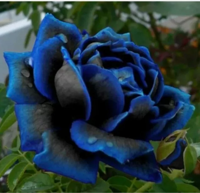 10 pcs Midnight Blue Rose Flower Seeds, Rare Garden Plant - UK SELLER