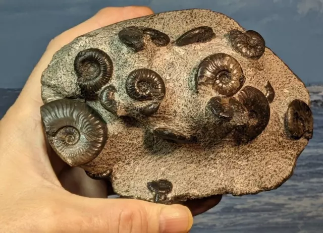 Jurassic Whitby Ammonite Eleganticeras multi-nodule  150mm x 100mm. 1080 grams.