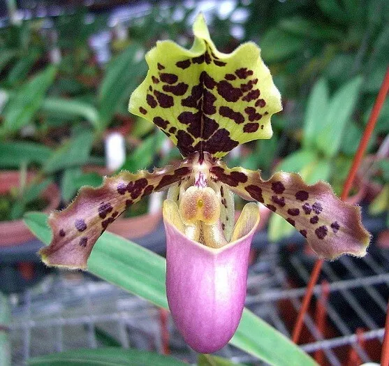 Orchid Orchidee Paphiopedilum henryanum (1 Sr)