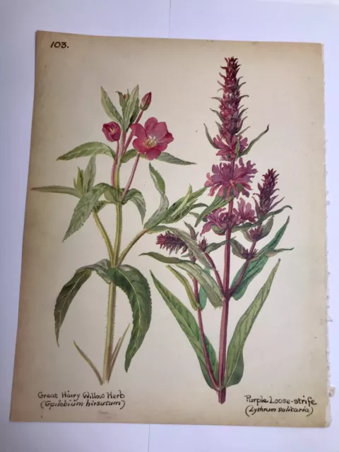No 103 - Vintage Botanical Book Print