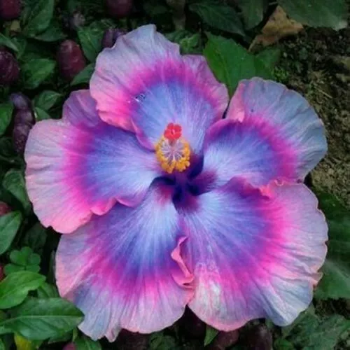 20 Blue Purple Hibiscus Seeds Hardy Perennial Flower Tropical Exotic Seed