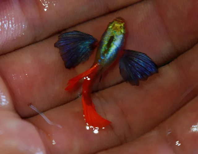 1 Trio - Dumbo Red Tail  Aquatic Guppy Fish Quality Top Grade A+++
