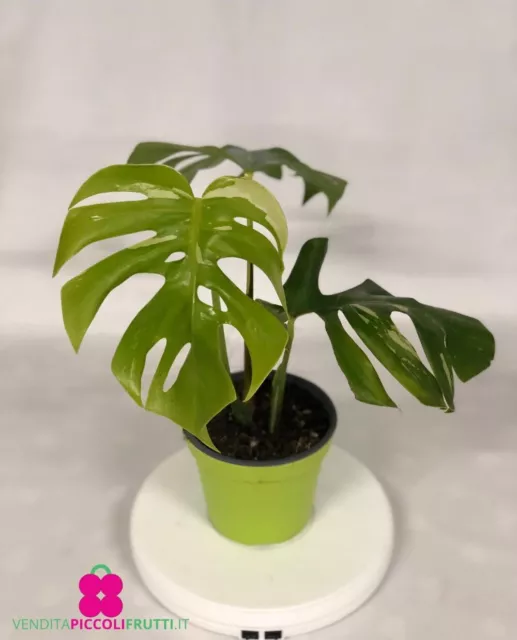 Pianta di MONSTERA ALBO VARIEGATA - Vaso: ‎Ø 14 cm – H. 40/50 cm (E2)