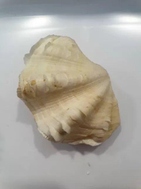 Tridacna Squamosa   Rare Shell !!