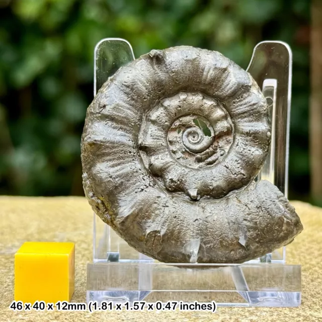 Genuine Eteoderoceras Pyrite Ammonite Fossil on Stand - Jurassic Coast, Dorset