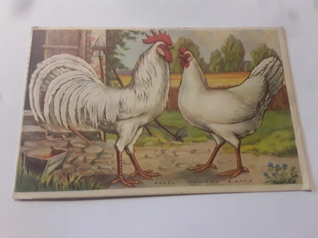 Cartolina Illustrata 1930 Gallina Razza Italiana Bianca - Ditta Achille Brioschi