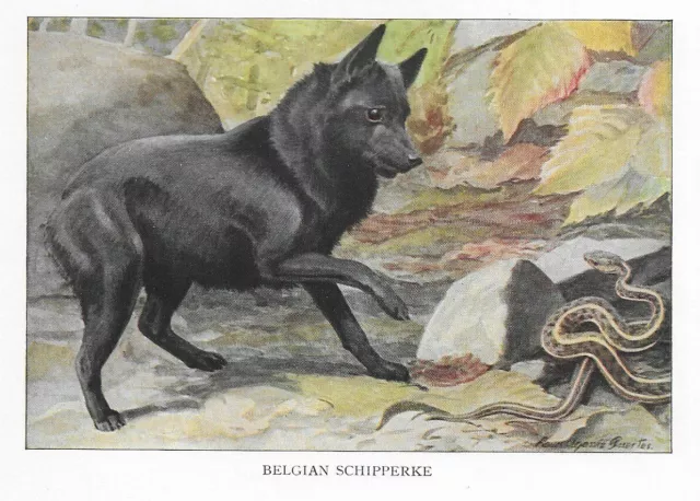 Belgian Schipperke - CUSTOM MATTED - 1927 Color Dog Art Print