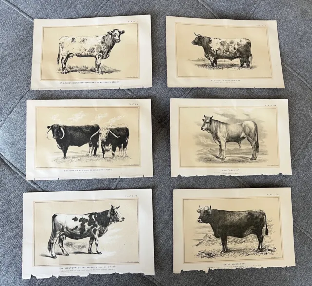 Lot Of 6 Cows Bulls Cattle Dairy Farming 1888 Engraving Julius Bien & Co. Litho
