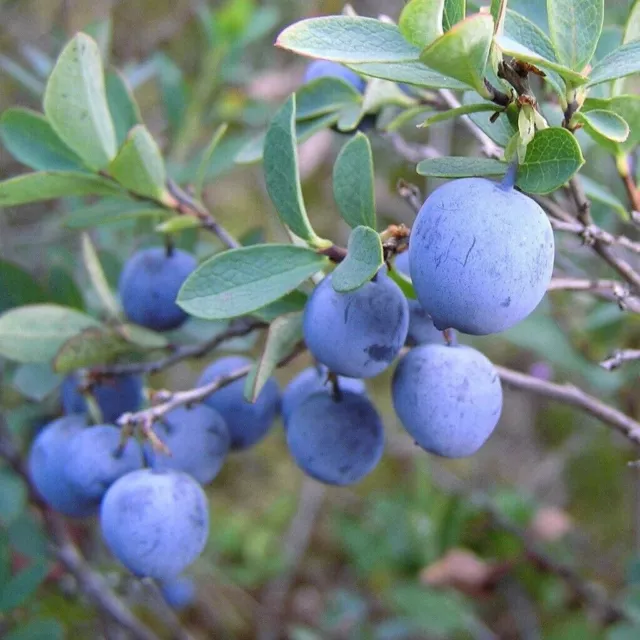 Mirtillo Blu o Mirtillo delle Paludi - Vaccinium uliginosum 10+ semi seeds G 130