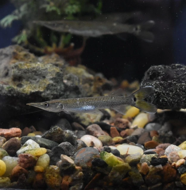 Live Hujeta Rocket Gar (3" Tropical Freshwater Aquarium Fish) *PLS READ DESCR* 2