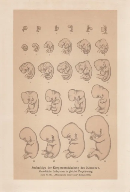 Mensch Entwicklung vom Embryo zum Fötus Embryonenm LITHOGRAPHIE von 1911